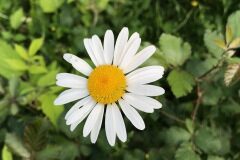 Anthemis arvensis_Eulalia Bufurull