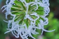 Anthoxanthum odoratum_Antoni Puig