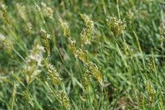 Anthoxanthum odoratum_Joan Garcia CC BY-NC