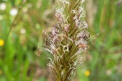 Anthoxanthum odoratum_Jordi Bassols CC BY-NC