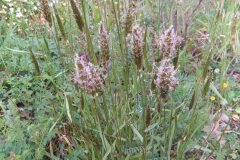 Anthoxanthum odoratum_Merce Vallicrosa CC BY-NC