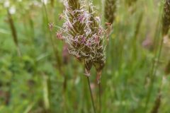 Anthoxanthum odoratum_Merce Vallicrosa CC BY-NC