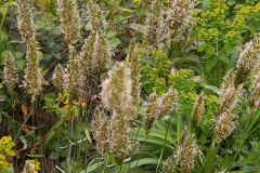 Anthoxanthum odoratum_Neus Julia CC BY-SA