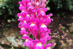 Antirrhinum majus_Alfredo Rivera CC BY-NC