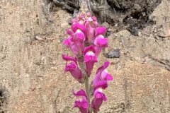 Antirrhinum majus_Begona Travy CC BY-NC