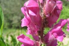 Antirrhinum majus_Jordi Puyuelo