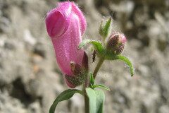 Antirrhinum majus_Jordi Puyuelo