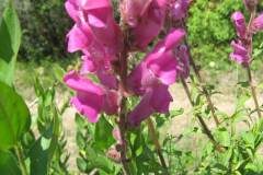 Antirrhinum majus_Jordi Puyuelo