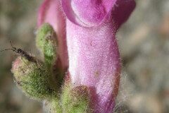 Antirrhinum majus_Jordi Puyuelo