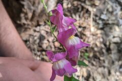 Antirrhinum majus_Katarzyna Zarnowiec CC BY-SA