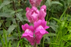 Antirrhinum majus_Merce Vallicrosa CC BY-NC