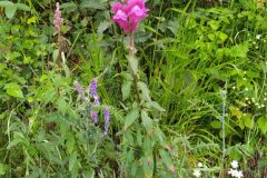 Antirrhinum majus_Merce Vallicrosa CC BY-NC