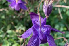 Aquilegia vulgaris vulgaris_Andres Tello