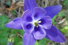 Aquilegia vulgaris vulgaris_Anna Llandrich