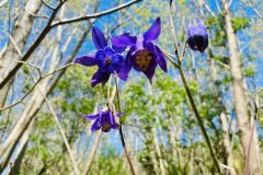 Aquilegia vulgaris vulgaris_Anna Tello