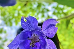 Aquilegia vulgaris vulgaris_Anna Tello