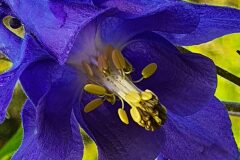 Aquilegia vulgaris vulgaris_Antoni Puig