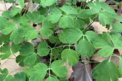 Aquilegia vulgaris vulgaris_Begona Travy CC BY-NC