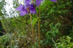 Aquilegia vulgaris vulgaris_Chus Rodway