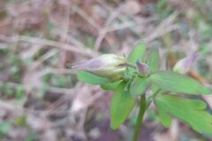 Aquilegia vulgaris vulgaris_Josep Maspoch CC BY-NC