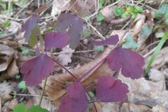 Aquilegia vulgaris vulgaris_Josep Maspoch CC BY-NC