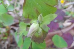 Aquilegia vulgaris vulgaris_Josep Maspoch CC BY-NC