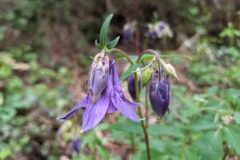 Aquilegia vulgaris vulgaris_Katarzyna Zarnowiec CC BY-SA