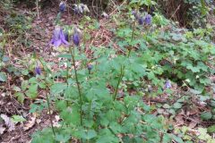 Aquilegia vulgaris vulgaris_Katarzyna Zarnowiec CC BY-SA