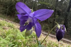 Aquilegia vulgaris vulgaris_Kris Van Puymbroeck