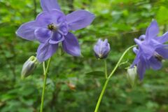 Aquilegia vulgaris vulgaris_Merce Vallicrosa CC BY-NC