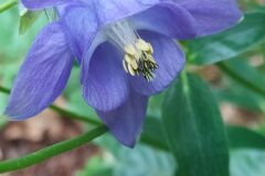 Aquilegia vulgaris vulgaris_Merce Vallicrosa CC BY-NC