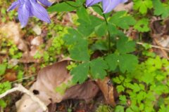 Aquilegia vulgaris vulgaris_Merce Vallicrosa CC BY-NC