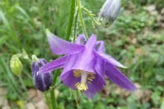Aquilegia vulgaris vulgaris_Montserrat Garcia