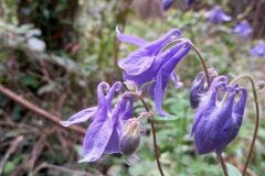 Aquilegia vulgaris vulgaris_Neus Julia 