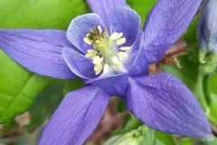 Aquilegia vulgaris vulgaris_Neus Julia