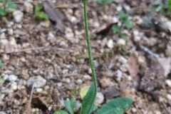 Arabidopsis thaliana_Merce Vallicrosa CC BY-NC