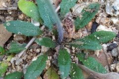 Arabidopsis thaliana_Merce Vallicrosa CC BY-NC