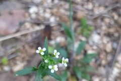 Arabidopsis thaliana_Merce Vallicrosa CC BY-NC