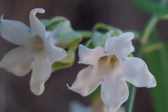 Araujia sericifera_Joaquim Reberte