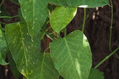 Araujia sericifera_Joaquim Reberte