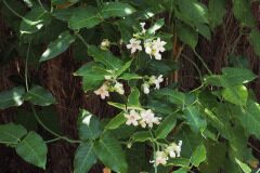 Araujia sericifera_Joaquim Reberte