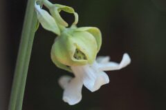 Araujia sericifera_Joaquim Reberte