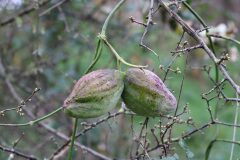 Araujia sericifera_Jordi Rovira