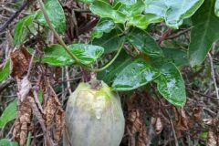 Araujia sericifera_Katarzyna Zarnowiec CC BY-SA