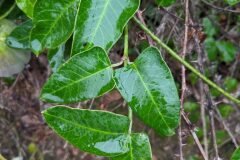 Araujia sericifera_Katarzyna Zarnowiec CC BY-SA