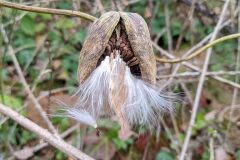 Araujia sericifera_Katarzyna Zarnowiec CC BY-SA