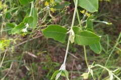 Araujia sericifera_Merce Vallicrosa CC BY-NC