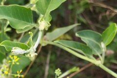 Araujia sericifera_Merce Vallicrosa CC BY-NC