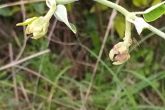 Araujia sericifera_Merce Vallicrosa CC BY-NC