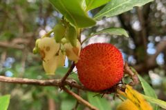 Arbutus unedo_Andres Tello